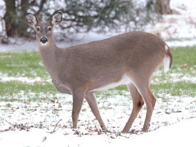 13 Snow Deer
