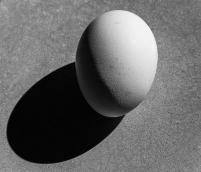 A New Egg