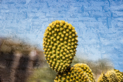02 Cactus