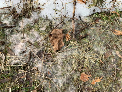 12 Snow Mold