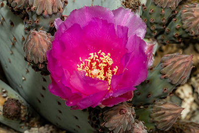 Prickly Pear Cactus Flower