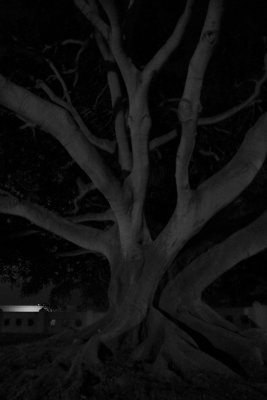 The Frightening Tree