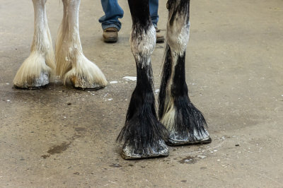 Clydesdale Hoofs 