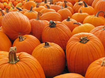 Pumpkins at a nearby farm