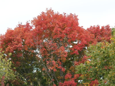 Last Year's Color I