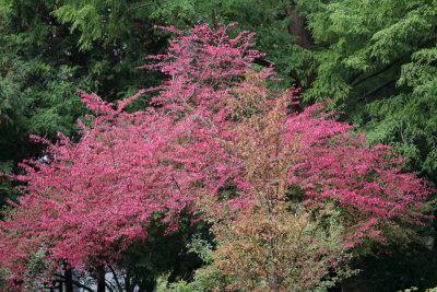 Last Year's Color II