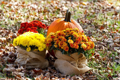 Pumpkins