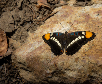 Halloween Butterfly