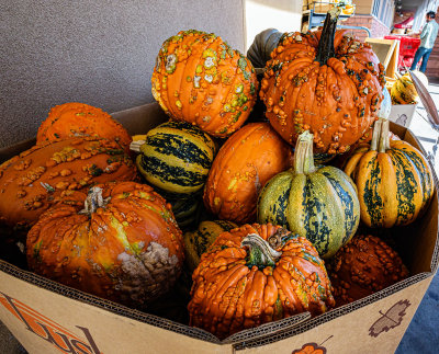 Some gnarly-looking pumpkins