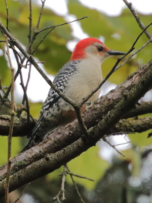 17 Feathered Fall Forager