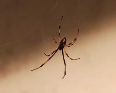 Tiny Fear