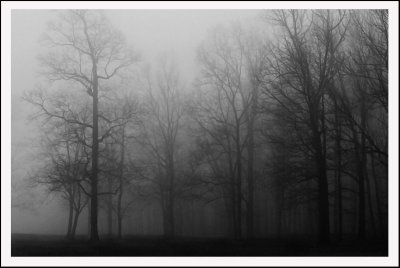 The Trees in the Fog