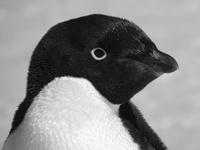 Adelie Penguin