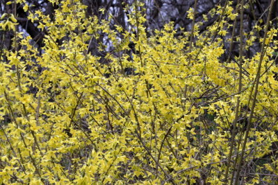 Forsythia