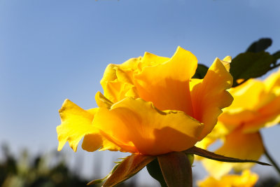 09 May God Have Ukraine Blossom Again Like the Rose it Is...