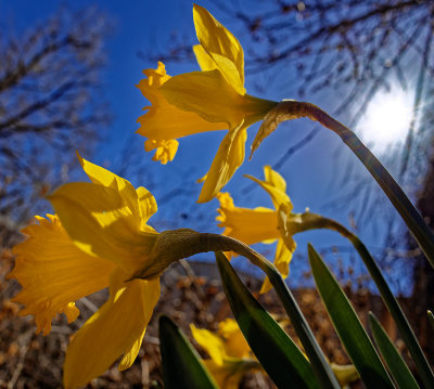 11 Daffodils and Sky
