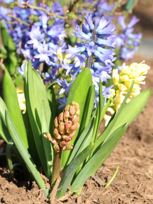 Hyacinths