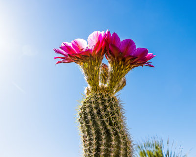 Reach for the Sky