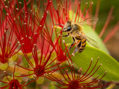 02 Bottle Brush Bee