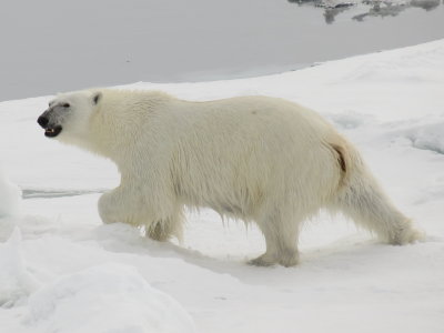 Ice Bear in Its Natural Domain