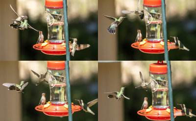 Action at the Feeder