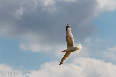 19 Herring Gull