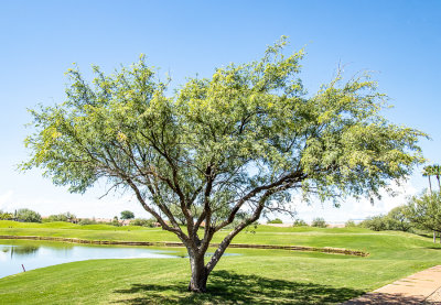 03 Mesquite Tree