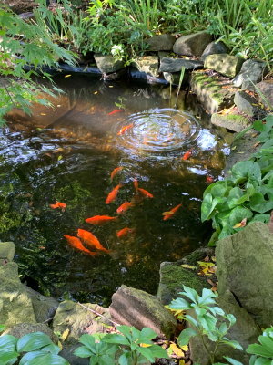 10 Water Garden