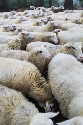 2N9B5407 flock of sheep