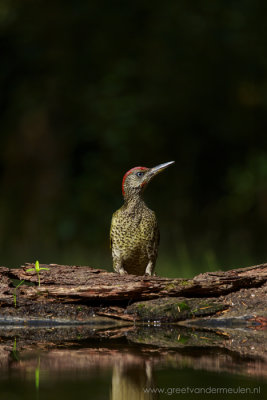00000466 European green woodpecker