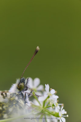 2N9B0700 Orange Tip