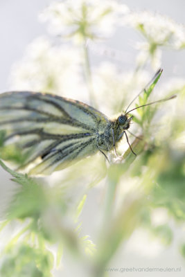 2N9B1145 Veined white