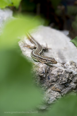 2N9B1894 common wall lizard - muurhagedis 