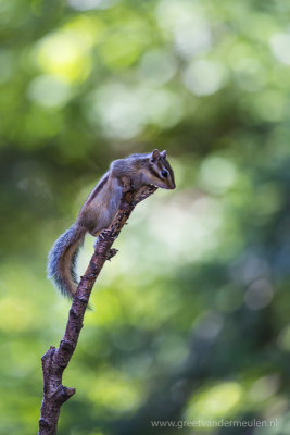 2N9B3062 Siberian ground squirrel