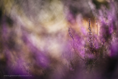 2N9B3766 2 blooming heather