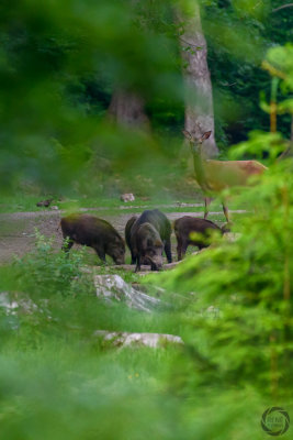 wildlife