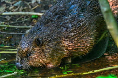 bever  5.jpg