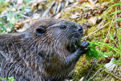 bever 1.jpg