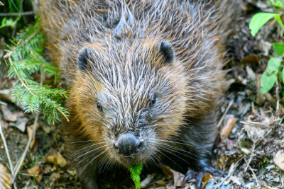 bever 2.jpg
