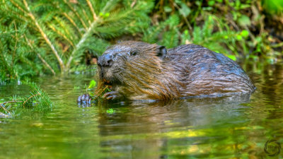 bever 3.jpg