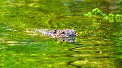 bever 4.jpg