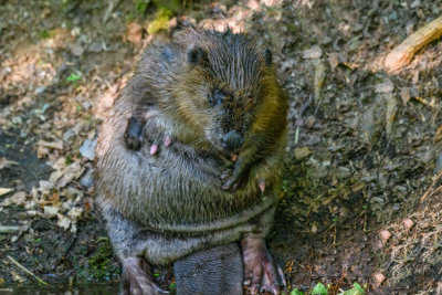 bever 6.jpg