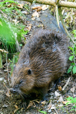 bever 8.jpg