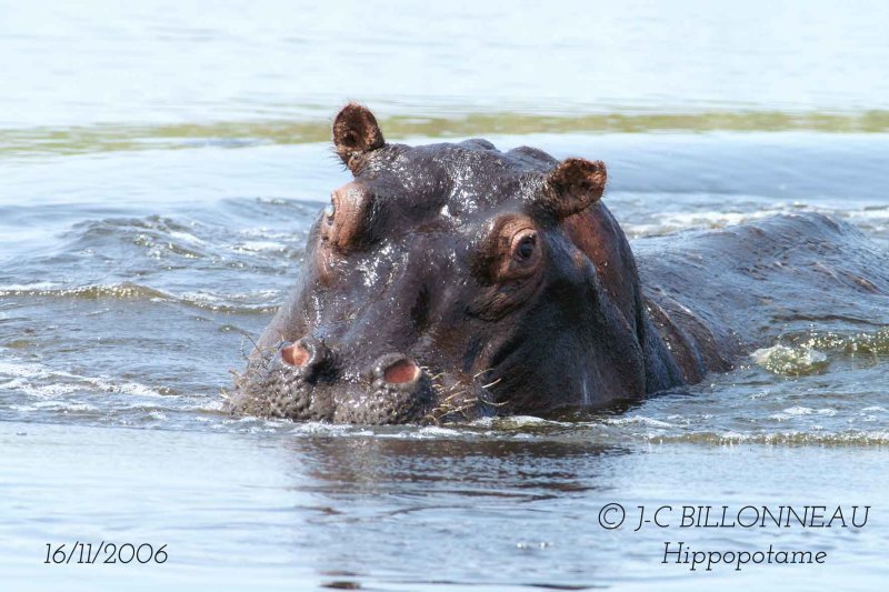 021 Hippopotame.jpg