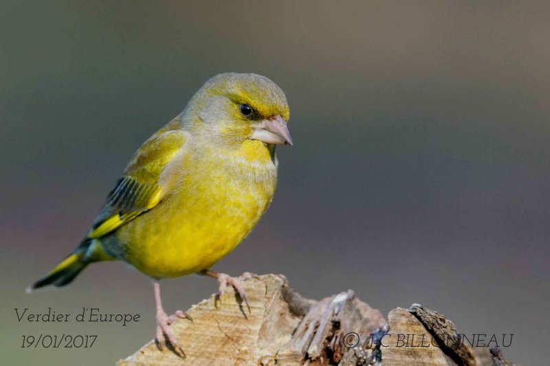 002-European Greenfinch-male.jpg