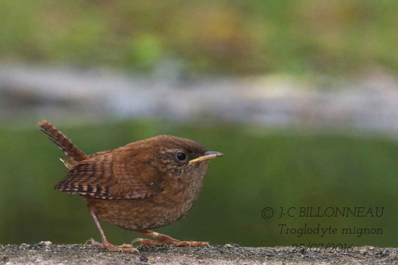 010-Eurasian Wren.jpg