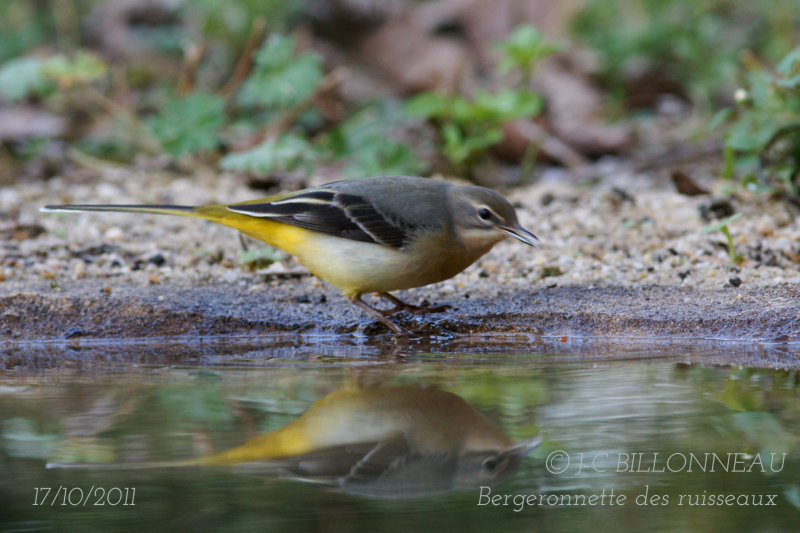 011-Grey Wagtail.JPG