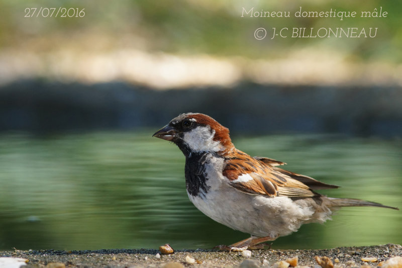 014 House Sparrow-male.JPG