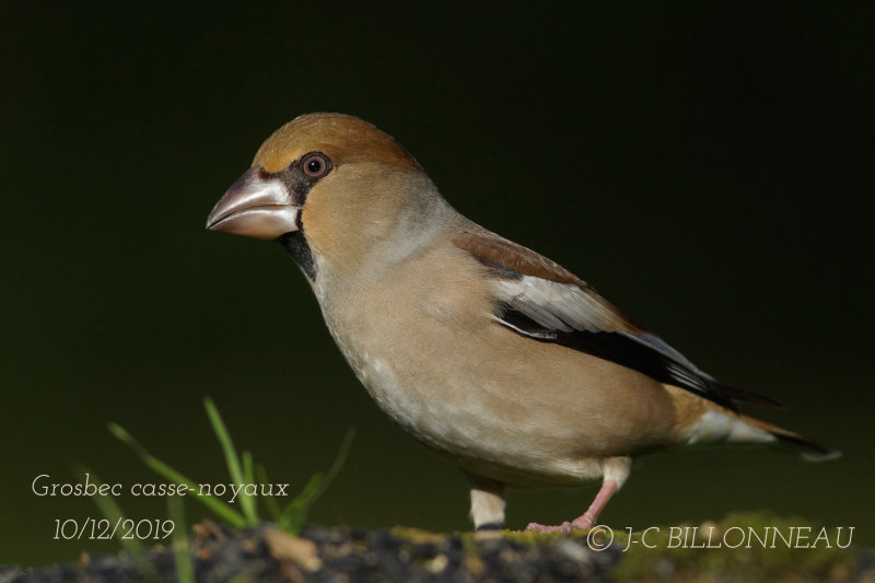 015-Hawfinch.JPG