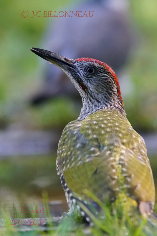 020 European Green Woodpecker.JPG